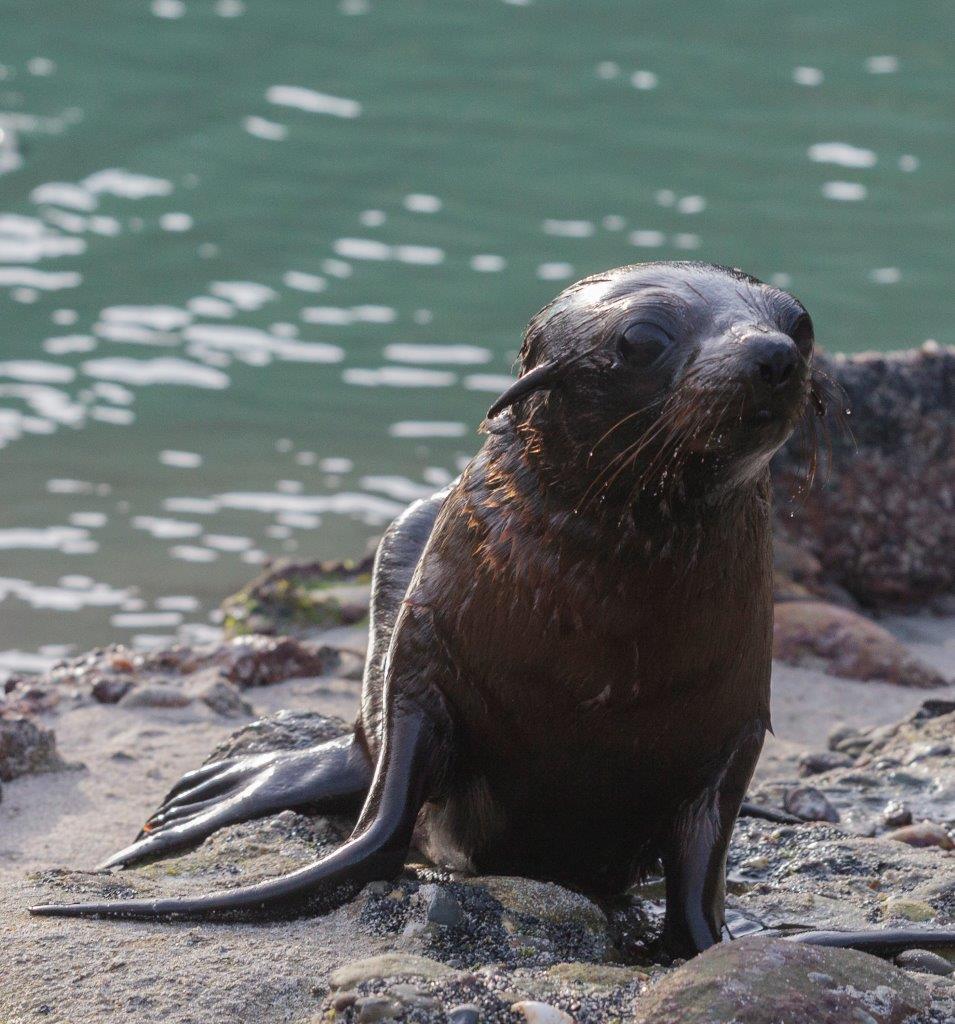 New Zealand fur seals