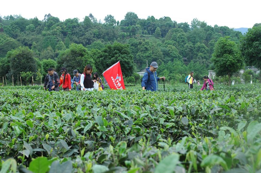 水寨茶乡109.jpg