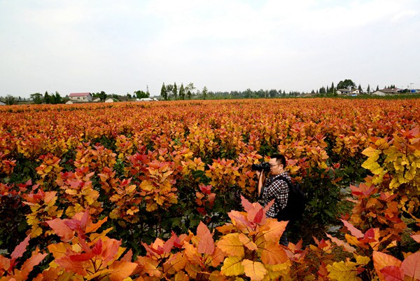 彩色植物红霞杨 (1).JPG