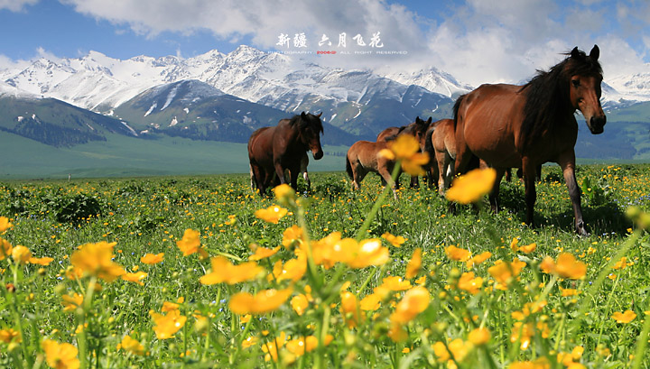 5月30日前往美丽的北疆，征集同行驴友