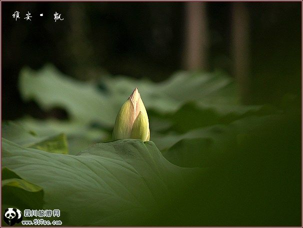 [原创]找了半天,找到几朵白荷花