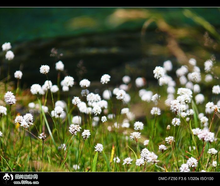 松潘绿花二海穿越平武虎牙：美丽的花海子，迷人的绿海子，摄人的峡谷，害人的瀑布