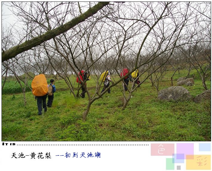 3.15天池穿越黄花梨扯折耳根、采蕨菜活动纪实