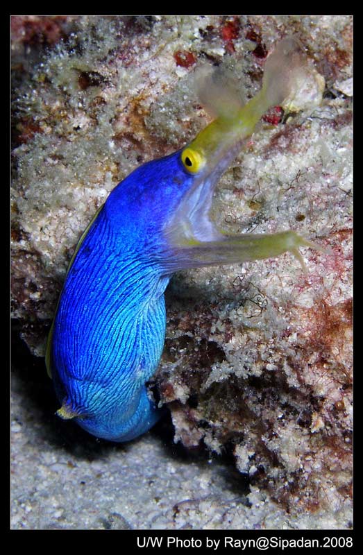 Blue Ribbon EEL,彩虹鳗