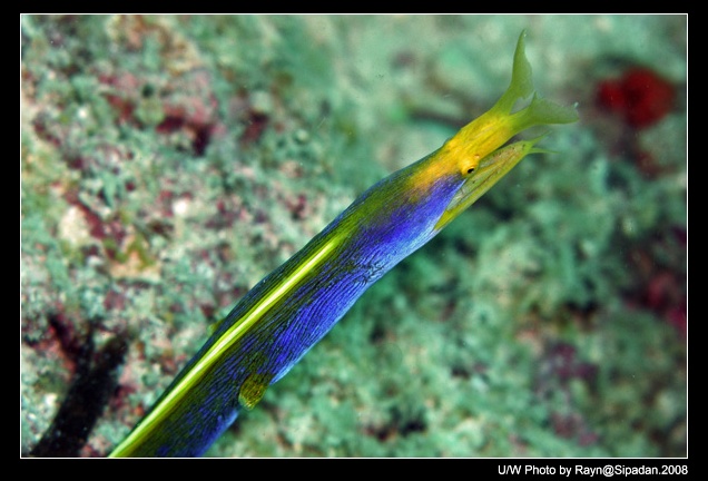 Blue Ribbon EEL,彩虹鳗