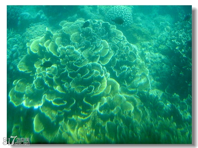 珊瑚１.jpg