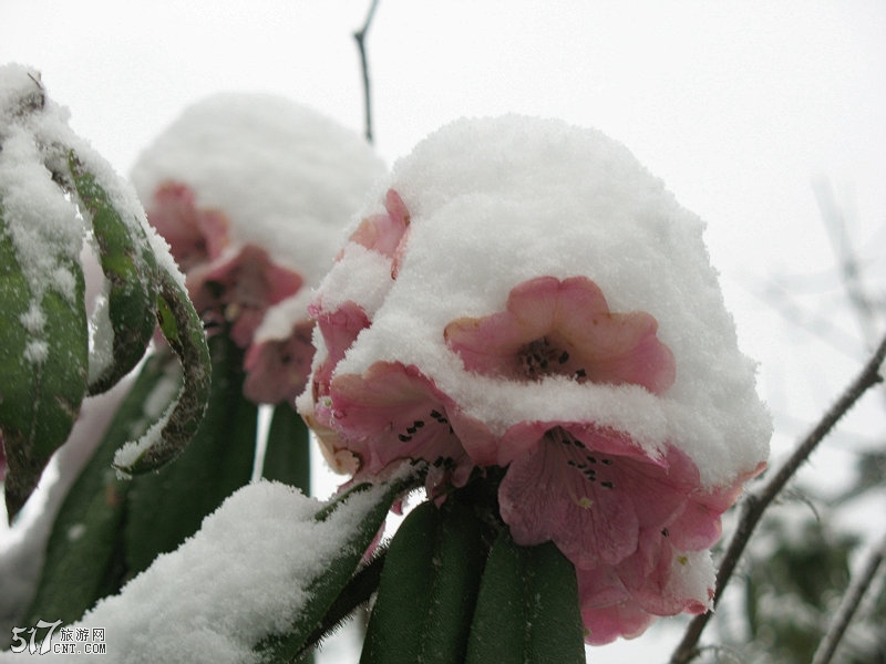 雪后杜鹃