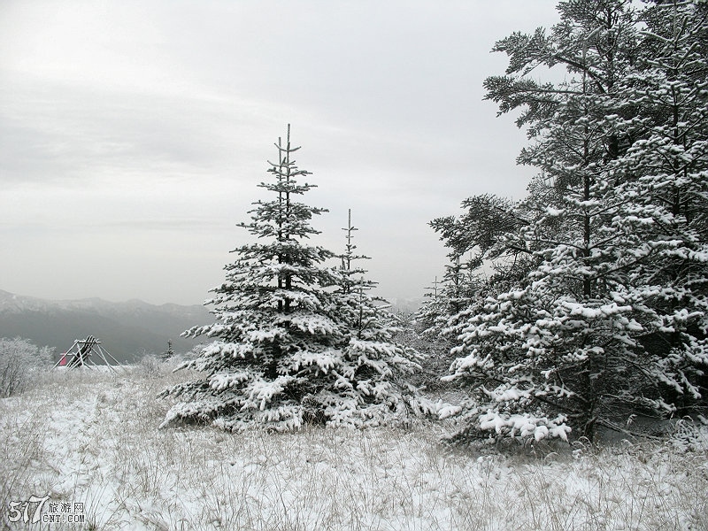 大雪压青松