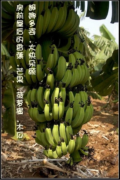 朵颐香蕉.jpg