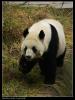 国宝  大熊猫