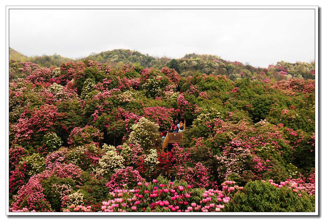 贵州毕节的杜鹃花开得漫山遍野，百里杜鹃一片花海是在太惊艳_景区