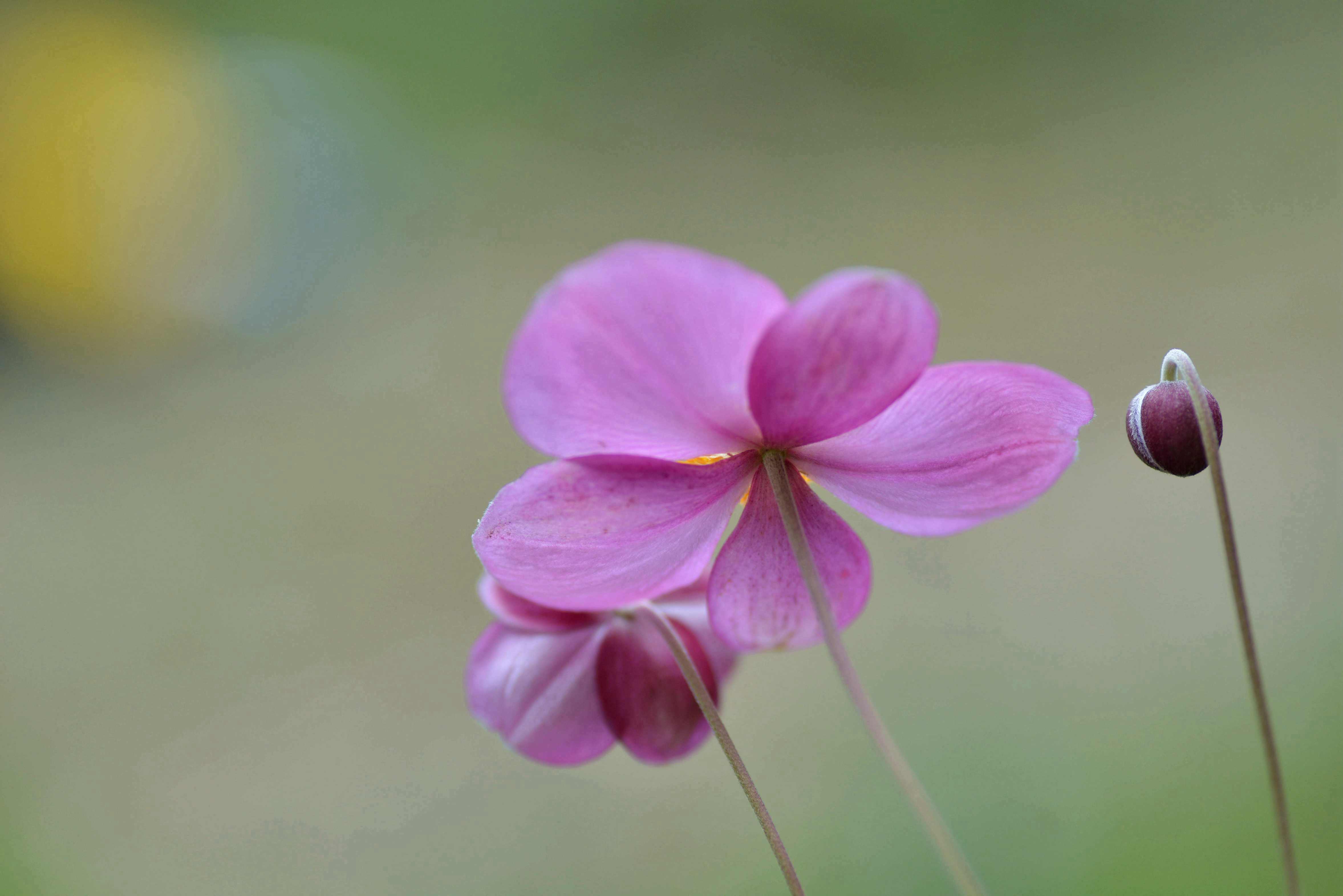 DSC_2265_副本_副本_副本.jpg