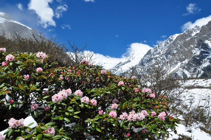 杜鹃雪山蓝天.jpg