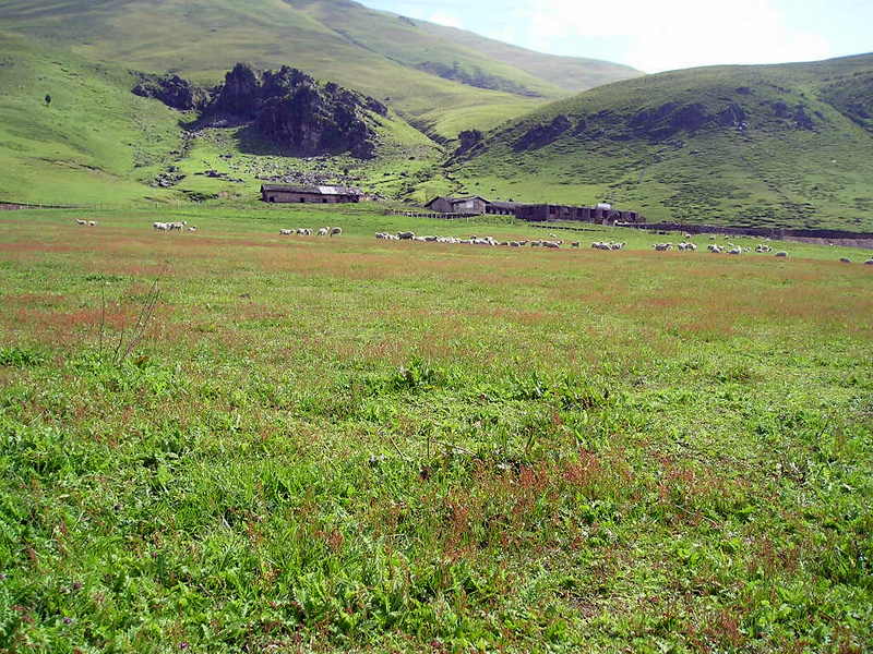 螺髻山高原牧场