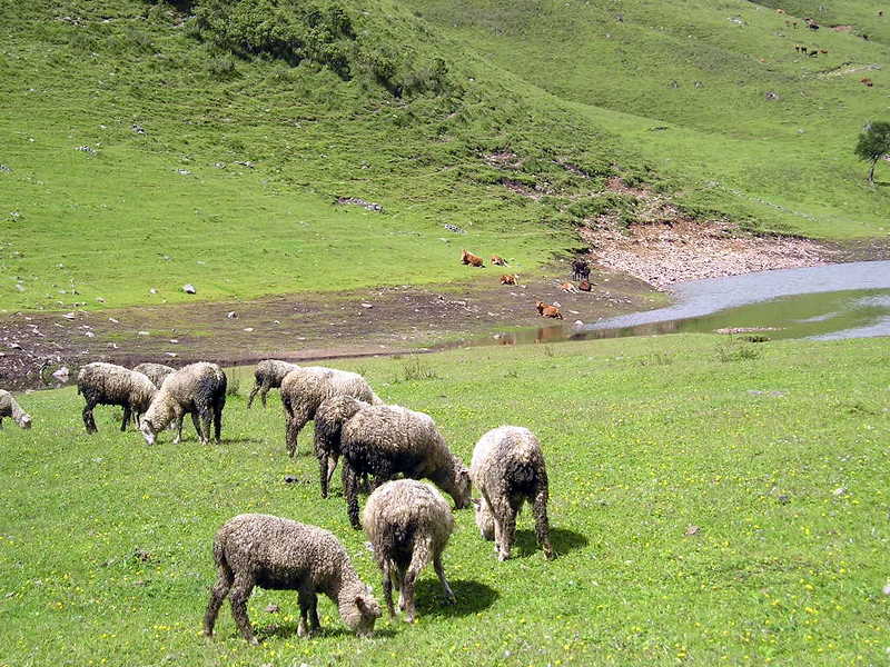 螺髻山高原牧场