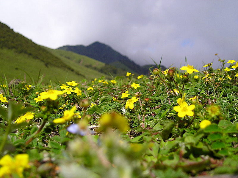 螺髻山高原牧场