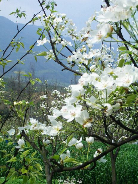 遵道看山---绵竹年画、梨花尽收眼底