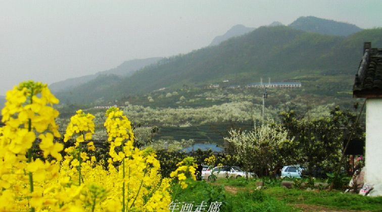 遵道看山---绵竹年画、梨花尽收眼底