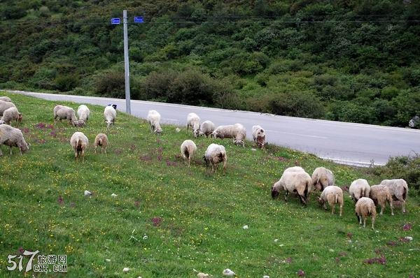 路边的绵羊