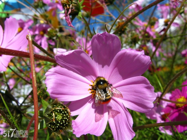 有只小蜜蜂啊，飞在花丛中啊
