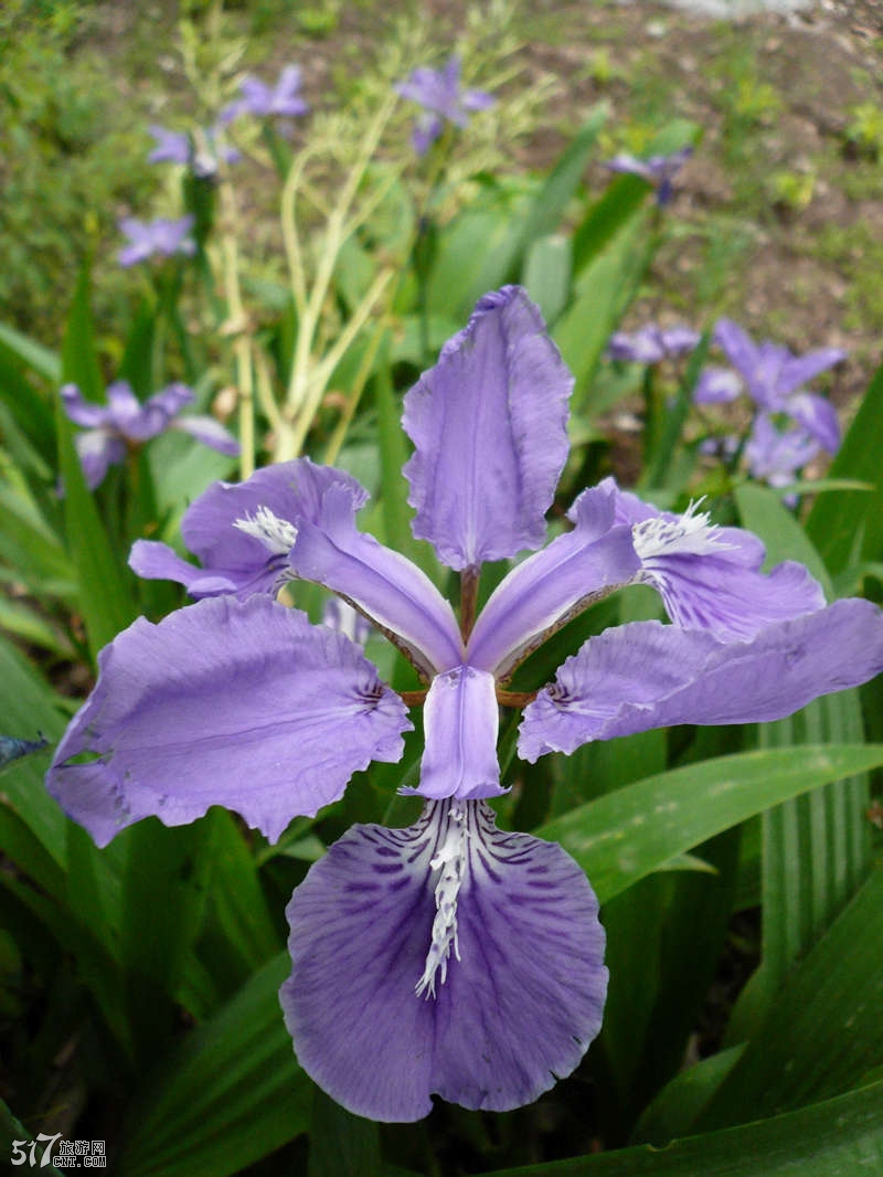 不知名的紫色小花