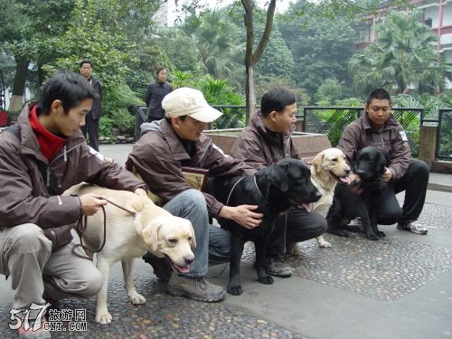 基地培训人员和搜救犬（中黑色为班克,黄色为斯献）